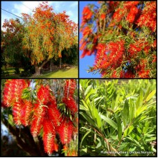 Bottlebrush Prolific x 1 Plants Native Shrubs Weeping Trees Red Flowers Hardy Drought Callistemon viminalis Screening Bottle Brush